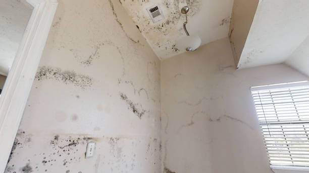 Best Commercial Mold Inspection  in New London, IA