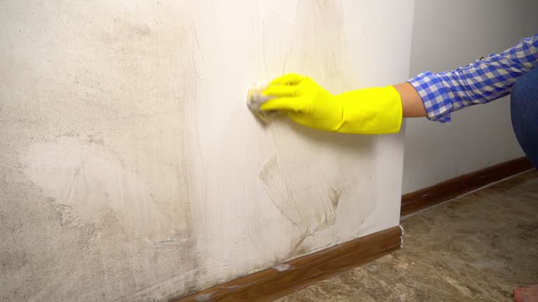 Best Environmental Consulting for Mold Prevention  in New London, IA