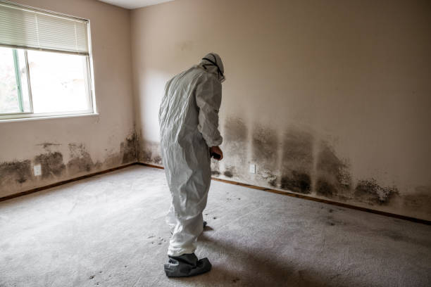 Best Biohazard Mold Removal  in New London, IA