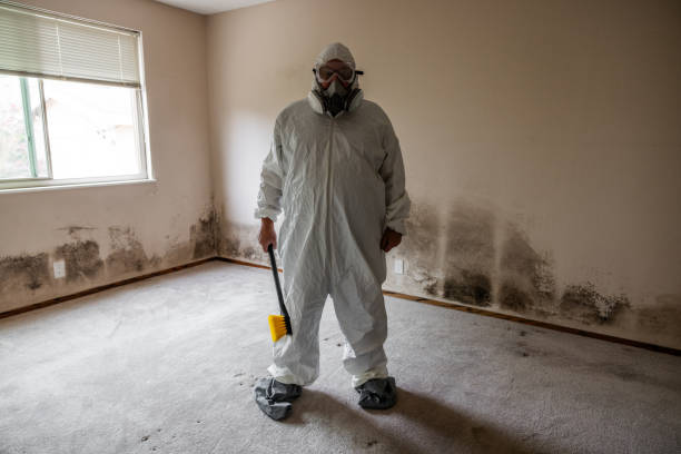 Professional Mold Removal in New London, IA