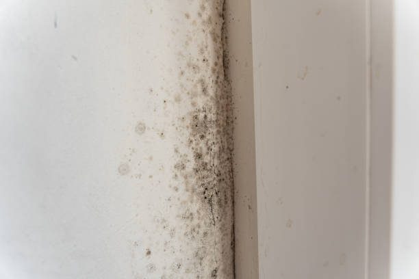 Best Industrial Mold Remediation  in New London, IA